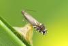 Glyphipterix simpliciella